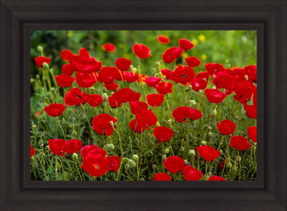 Plate 2 - Poppies in Abundance