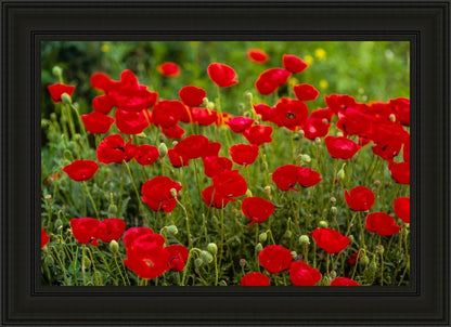 Plate 2 - Poppies in Abundance