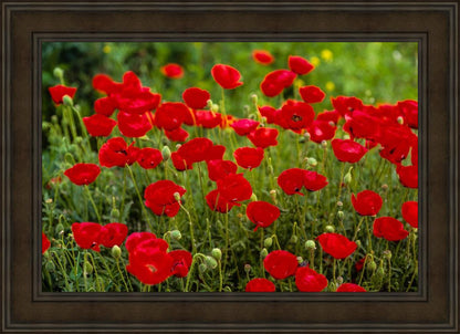 Plate 2 - Poppies in Abundance