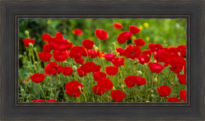 Plate 2 - Poppies in Abundance