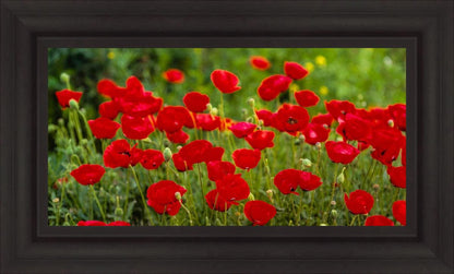 Plate 2 - Poppies in Abundance