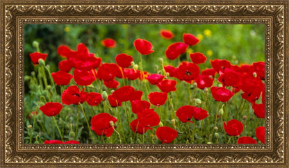 Plate 2 - Poppies in Abundance