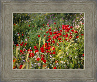 Plate 3 - Poppy Mix Judean Wilderness