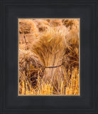 Plate 1 - Guatemala Highlands Shock of Wheat