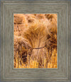 Plate 1 - Guatemala Highlands Shock of Wheat