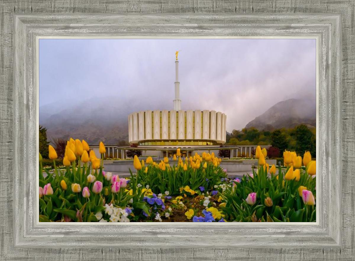 Provo Spring Tulips