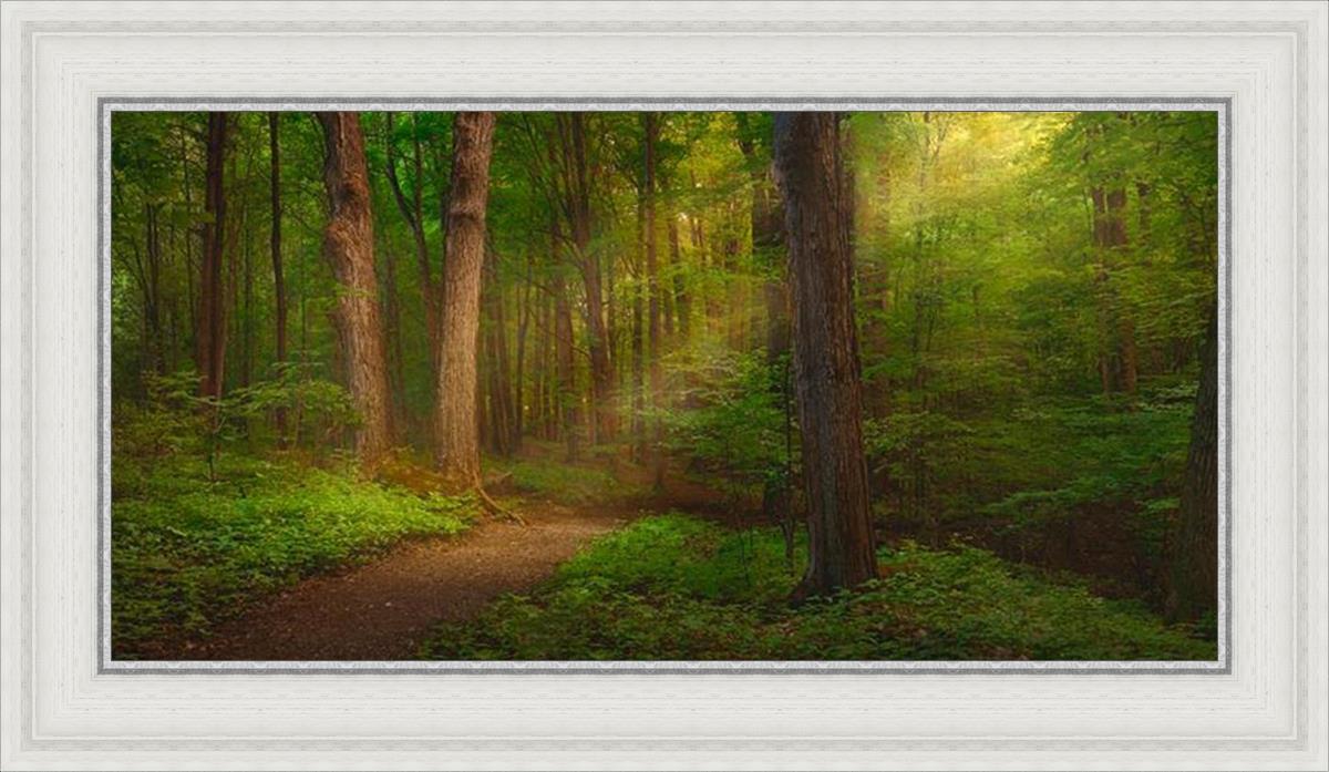 Sacred Grove